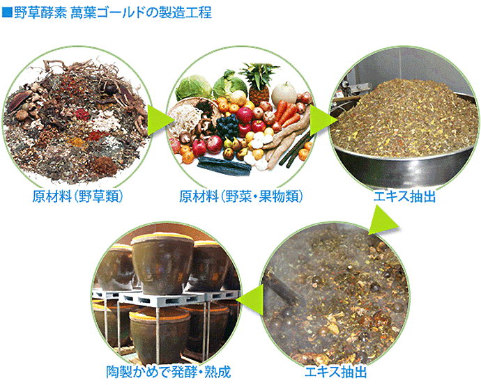 野草酵素「萬葉ゴールド」の製造工程